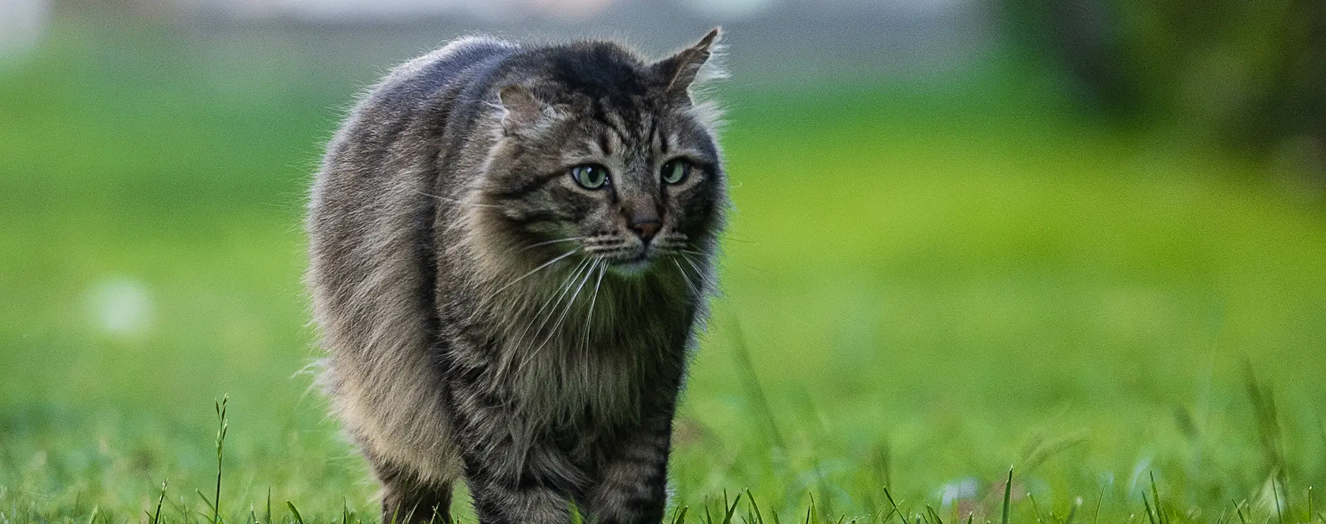 Sürdürülebilirlik